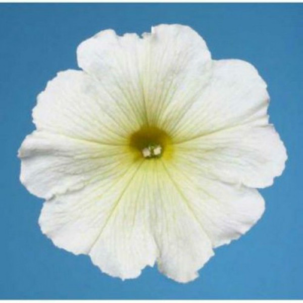 Міраж F1 біла (white) насіння петунії мультифлора (Pan American)