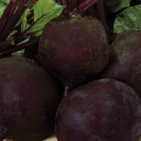 Мулатка насіння буряка столового (GL Seeds)