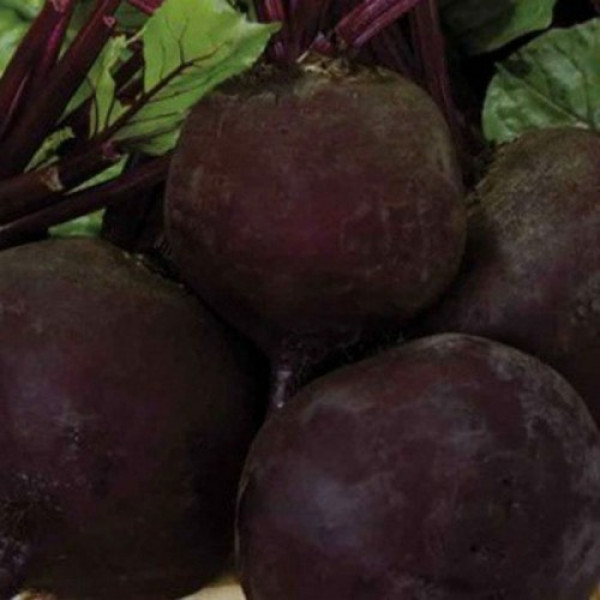 Мулатка семян свеклы столовой (GL Seeds)