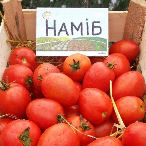 Наміб F1 насіння томату дет. раннього 55-60 дн. слив. 110-120 гр. червоний (Syngenta)