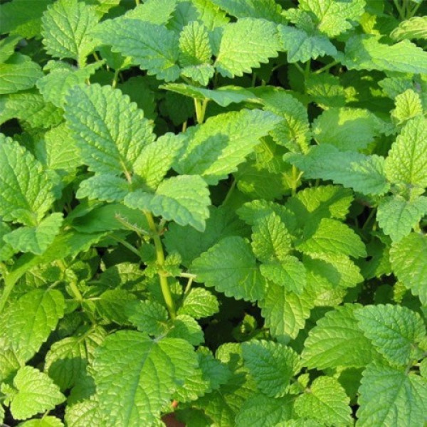 М'ята лікарська насіння (Satimex)