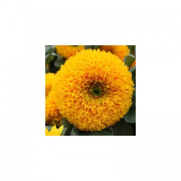 Соняшник декоративний насіння (Moravoseed)