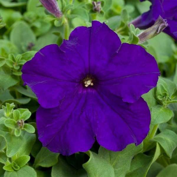 Прісм Блу F1 (Blue) насіння петунії грандіфлора дражоване (Floranova)