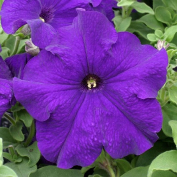 Прісм Блу F1 (Blue) насіння петунії грандіфлора дражоване (Floranova)