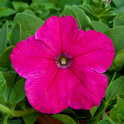 Прісм Брайт Роуз F1 (Bright Rose) насіння петунії грандіфлора дражоване (Floranova)