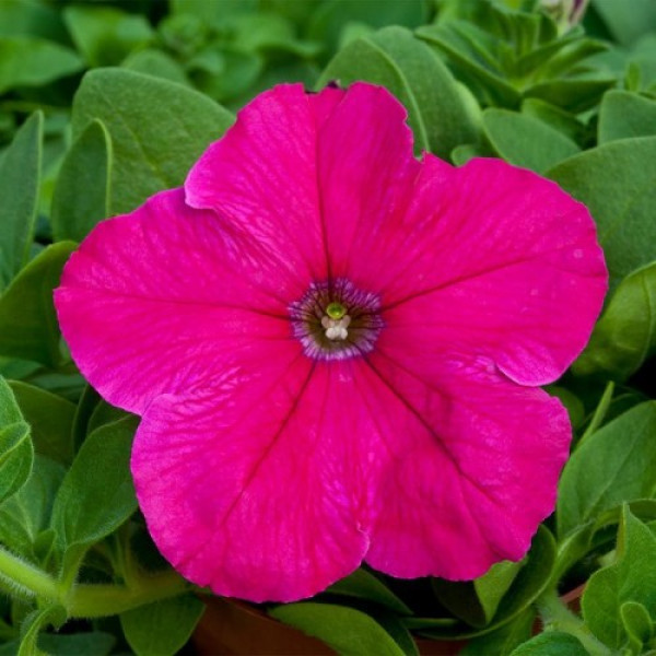Прісм Брайт Роуз F1 (Bright Rose) насіння петунії грандіфлора дражоване (Floranova)