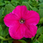 Прісм Брайт Роуз F1 (Bright Rose) насіння петунії грандіфлора дражоване (Floranova)