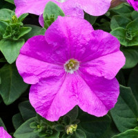 Прісм Лаванда F1 (Lavender) насіння петунії грандіфлора дражоване (Floranova)