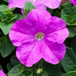 Прісм Лаванда F1 (Lavender) насіння петунії грандіфлора дражоване (Floranova)