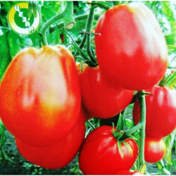 Пузата Хата насіння помідора індетермінантного (GL Seeds)