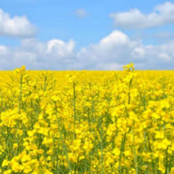 Ріпак (кормов./сидерат./медонос) насіння (Україна)