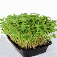 Редіш (1 врожай) набір для вирощування мікрозелені (Agrocity)