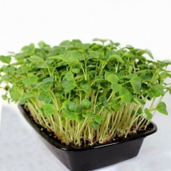Редіш (1 врожай) набір для вирощування мікрозелені (Agrocity)
