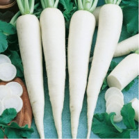 Астор семян редьки (Moravoseed)