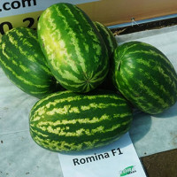 Ромина F1 семян арбуза среднего (Cora Seeds)
