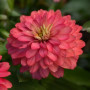 Сахара F1 салмон роуз (salmon rose) насіння циннії низькорослої 25-30см (Pan American)