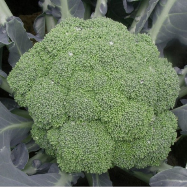 Самоа F1 семена капусты брокколи (Cora Seeds)