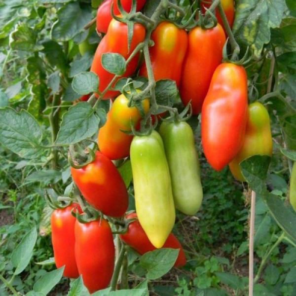 Сан Марцано семена помидора индетерминантного (Hortus)