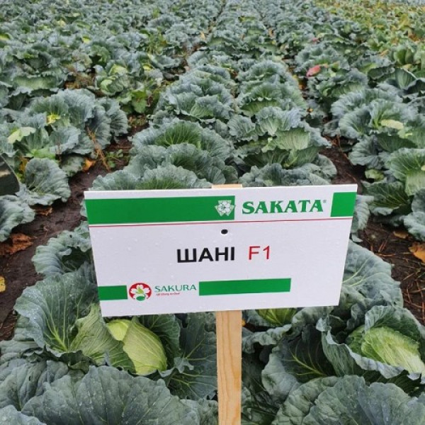 Шані F1 насіння капусти білоголової (Sakata)