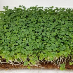 Стартовий (3 врожаї) набір для вирощування мікрозелені (Agrocity)