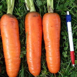 Танжерина F1 (T-825) (калибр. 1,8-2,0 мм) семян моркови (Takii Seeds)
