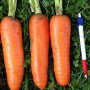 Танжерина F1 (T-825) (калибр. 1,8-2,0 мм) семян моркови (Takii Seeds)