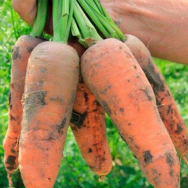 Танжерина F1 (T-825) (калибр. 1,8-2,0 мм) семян моркови (Takii Seeds)