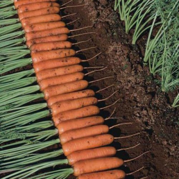 Танжерина F1 (T-825) (калибр. 1,8-2,0 мм) семян моркови (Takii Seeds)