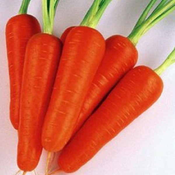 Коралина F1 (Ти-134 F1) (калибр. 2,0-2,2 мм) семена моркови (Takii Seeds)