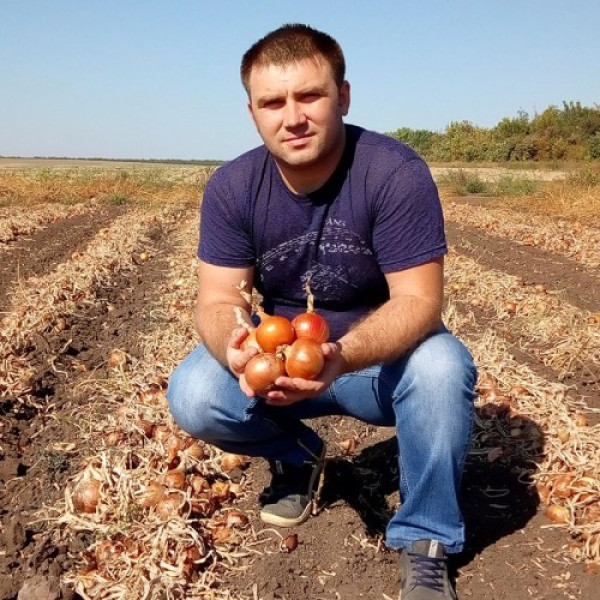Титан F1 насіння цибулі ріпчастої жовтої (LibraSeeds)