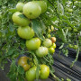Сім-сім F1 (EZ 777 F1) насіння помідора індетермінантного (LibraSeeds)