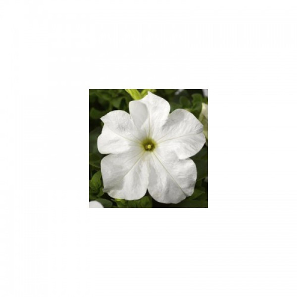 Трітунія F1 біла (white) насіння петунії грандіфлора (Syngenta)