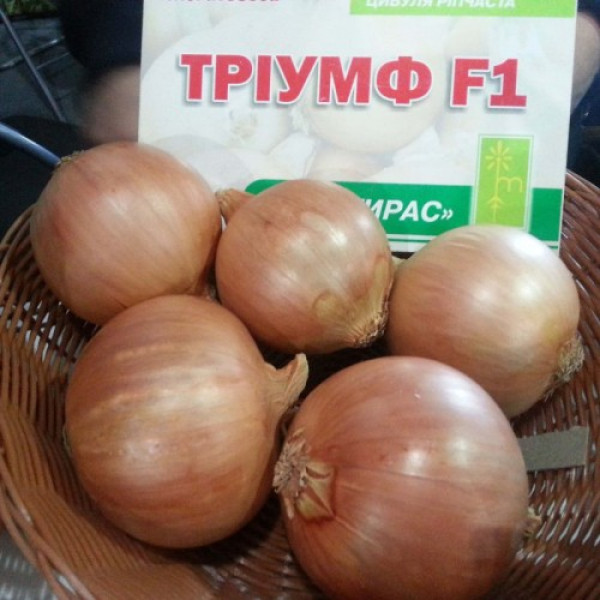 Тріумф F1 насіння цибулі ріпчастої жовтої (Moravoseed)