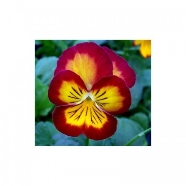 Ультима Radiance Red насіння віоли (Sakata)