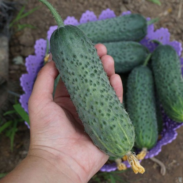 Унікум F1 насіння огірка партенокарпічного (Lark Seeds)