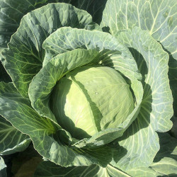 Вермонт F1 семена капусты белокочанной (Lark Seeds)
