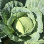 Вермонт F1 семена капусты белокочанной (Lark Seeds)