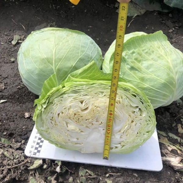Вермонт F1 семена капусты белокочанной (Lark Seeds)