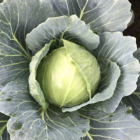 Вірджинія F1 насіння капусти білоголової (Lark Seeds)