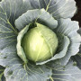 Вирджиния F1 семена капусты белокочанной (Lark Seeds)