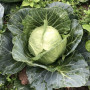 Вирджиния F1 семена капусты белокочанной (Lark Seeds)