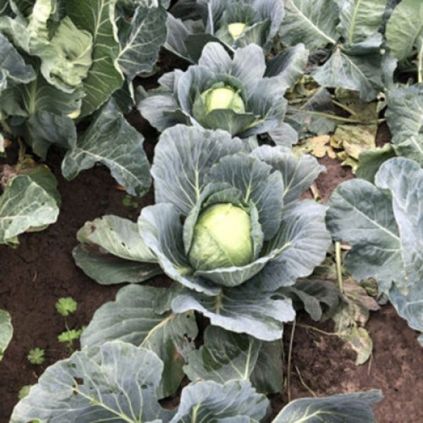 Вирджиния F1 семена капусты белокочанной (Lark Seeds)