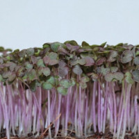 Витаминный заряд (3 урожая) набор для выращивания микрозеленые (Agrocity)