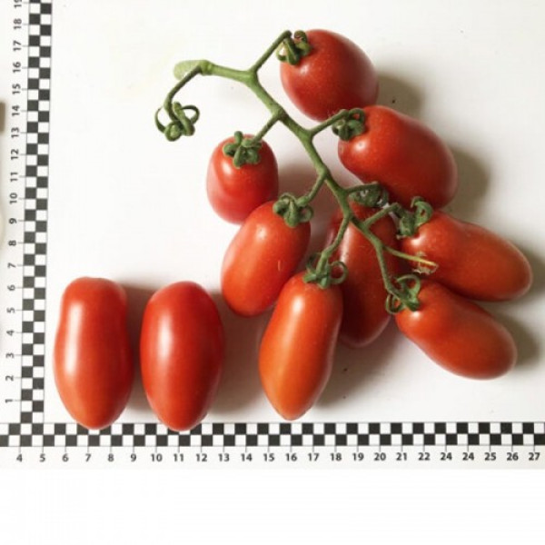 Візард F1 (6708 F1) насіння помідора індетермінантного коктельного (Lark Seeds)