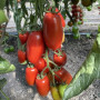 Візард F1 (6708 F1) насіння помідора індетермінантного коктельного (Lark Seeds)