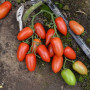 Візард F1 (6708 F1) насіння помідора індетермінантного коктельного (Lark Seeds)