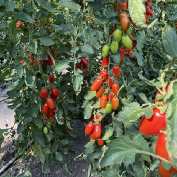 Візард F1 (6708 F1) насіння помідора індетермінантного коктельного (Lark Seeds)