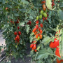Візард F1 (6708 F1) насіння помідора індетермінантного коктельного (Lark Seeds)