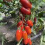 Візард F1 (6708 F1) насіння помідора індетермінантного коктельного (Lark Seeds)