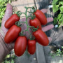 Візард F1 (6708 F1) насіння помідора індетермінантного коктельного (Lark Seeds)
